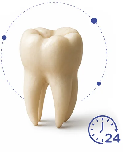 Pieza dental